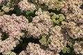 Sedum telephium Ã¢â¬ËMatronaÃ¢â¬â¢